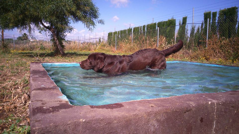 Residencia canina Los alcores
