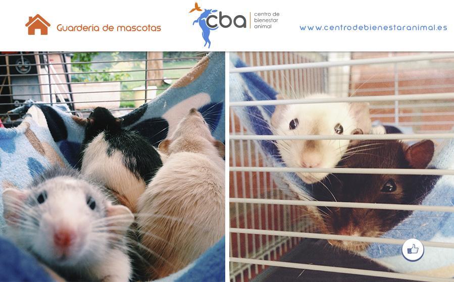 Residencia canina CBA