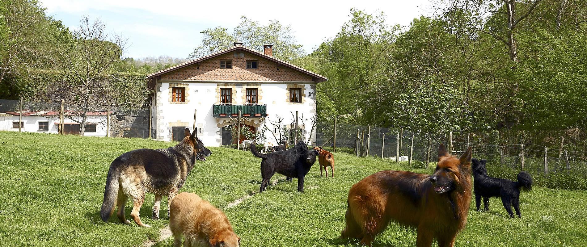 Residencia canina y felina Manterola