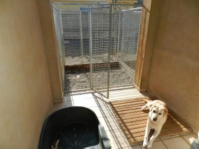 Residencia canina CaniSapiens