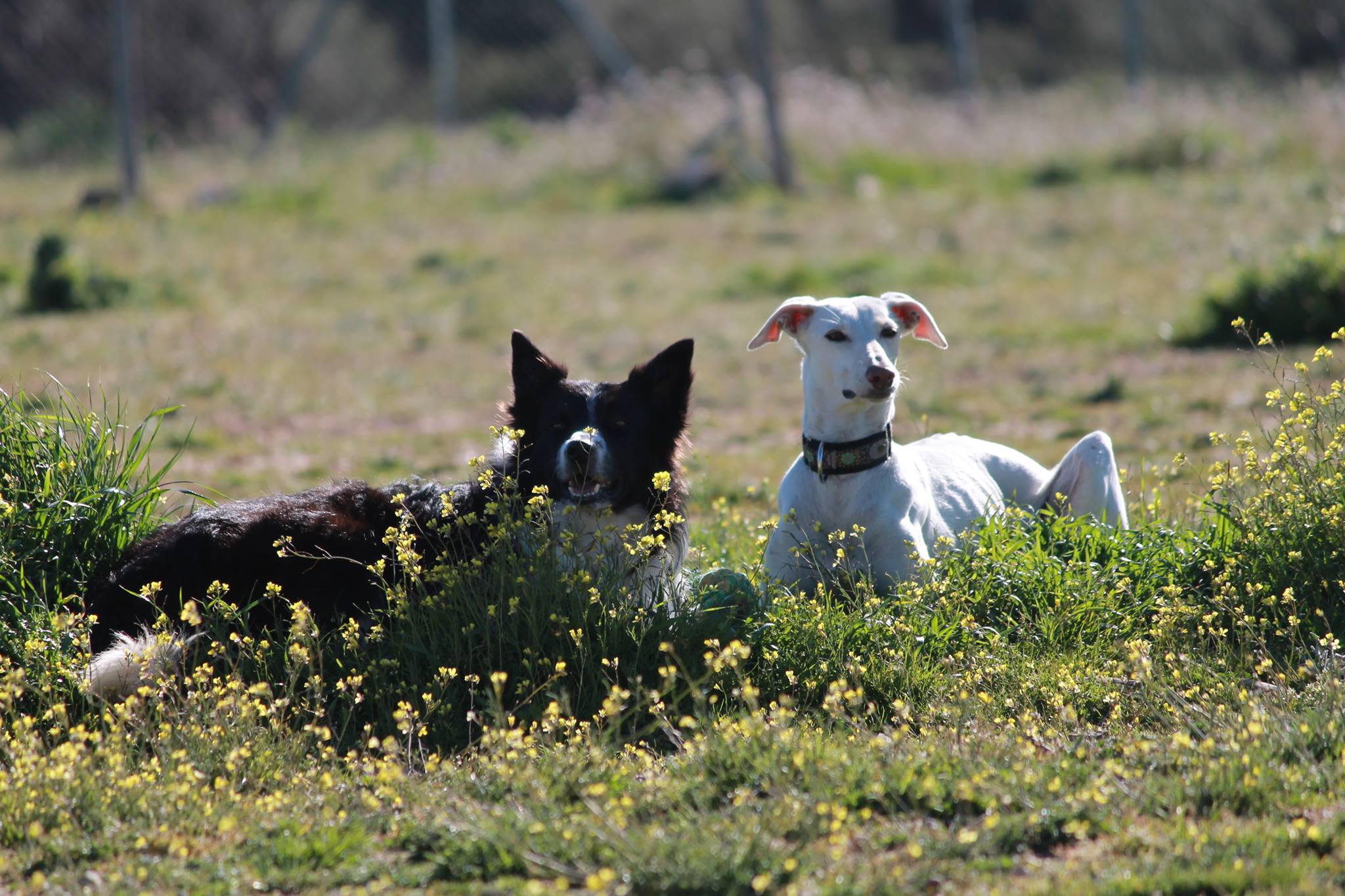 Residencia canina Voran