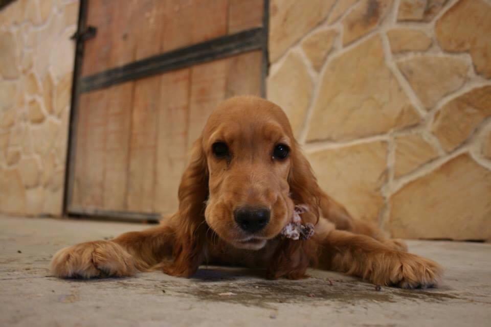 Residencia canina Dog Camping by Bocalan