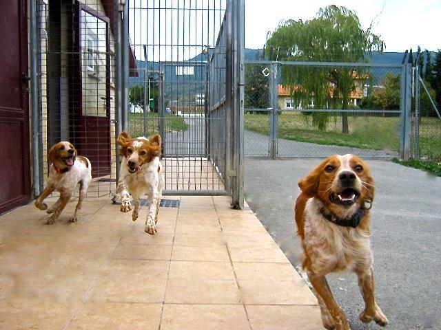 Residencia canina Nanclares