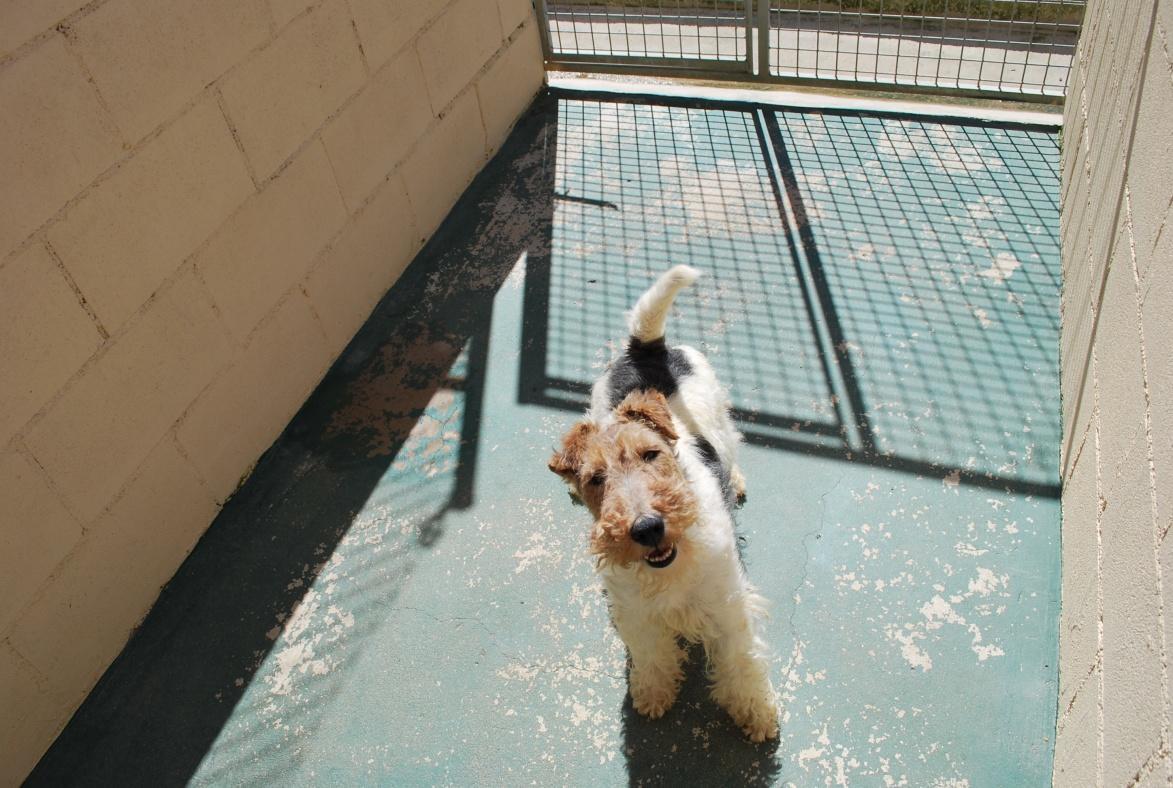 Residencia canina Mascohotel