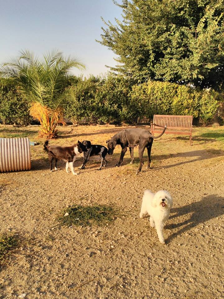 Residencia canina y felina Camada