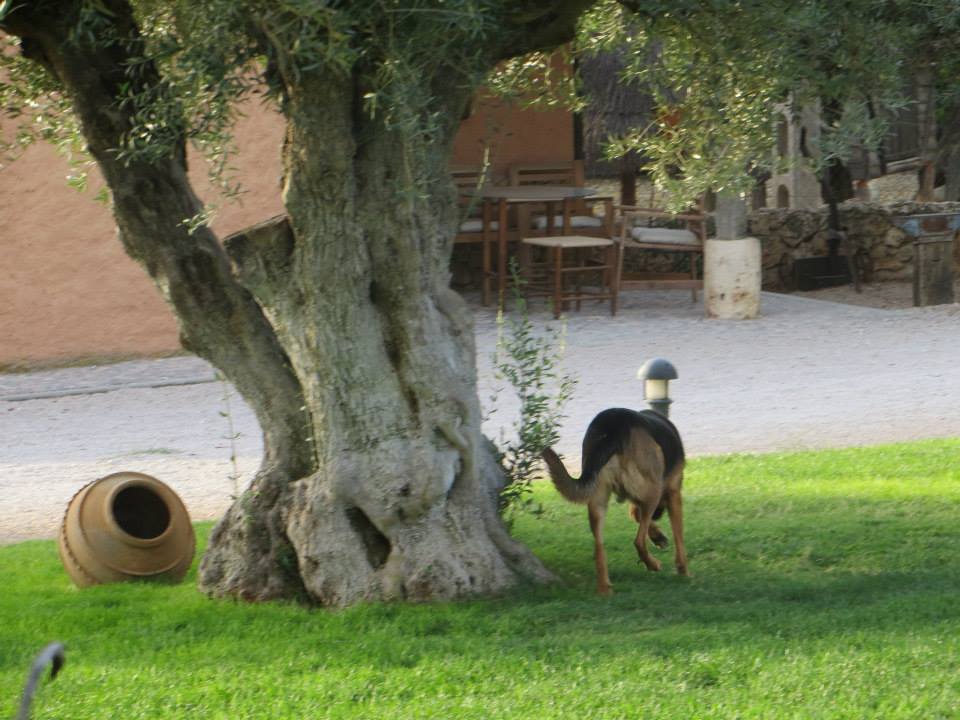 Foto de De termes