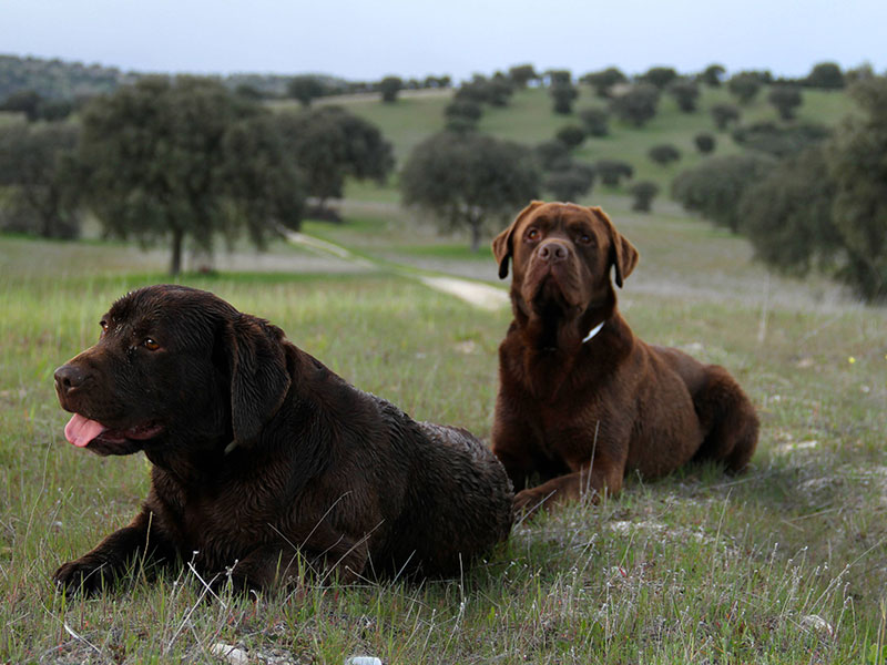 Residencia canina Dog Camp