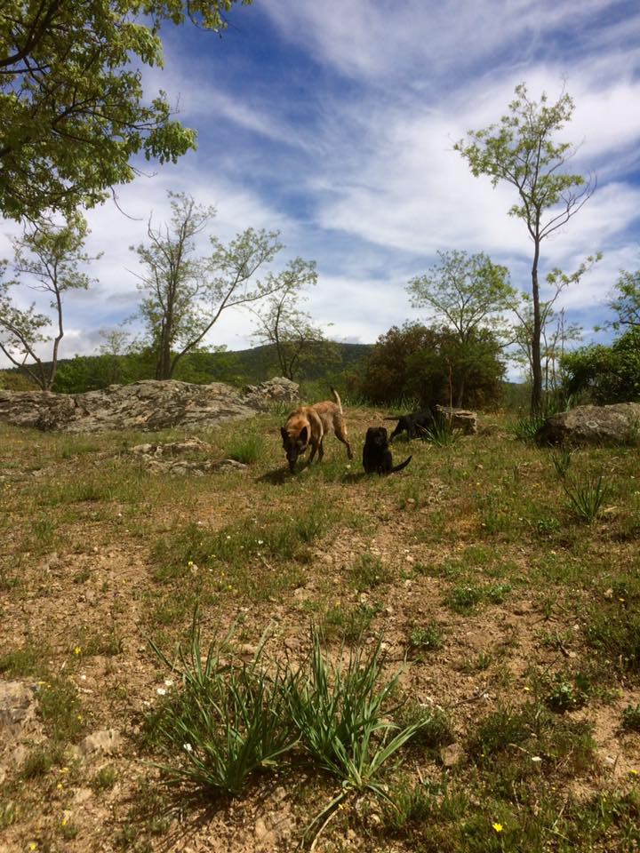 Residencia canina Durcan Montelua