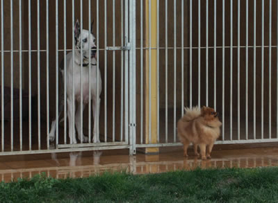 Residencia canina La ventosilla