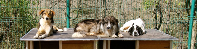 Residencia canina Muntanyola Park