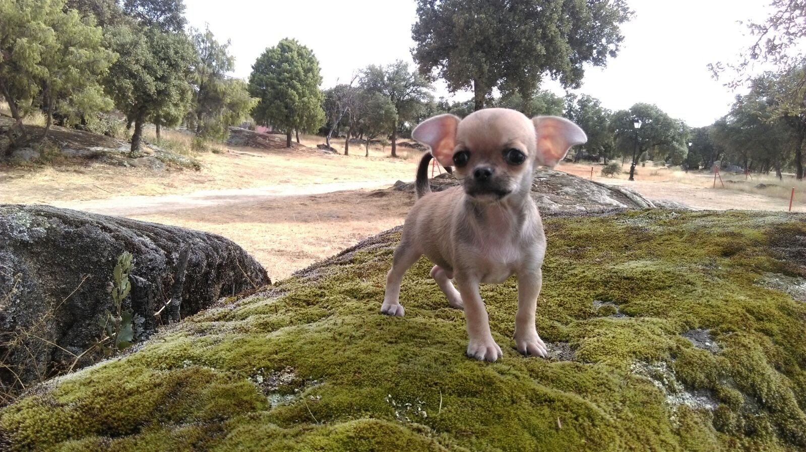 Residencia canina Entrencinas