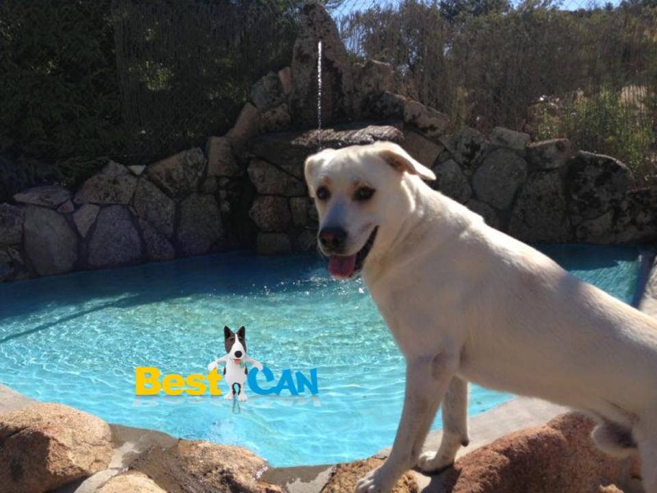 Residencia canina Best Can