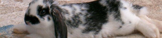 Residencia canina y felina Mas Carol
