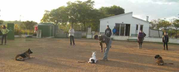 Residencia canina y felina Centre dels Animals Arasa