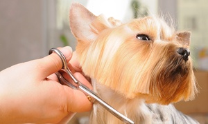 Foto de Hospital Veterinari Catalunya Barcelona