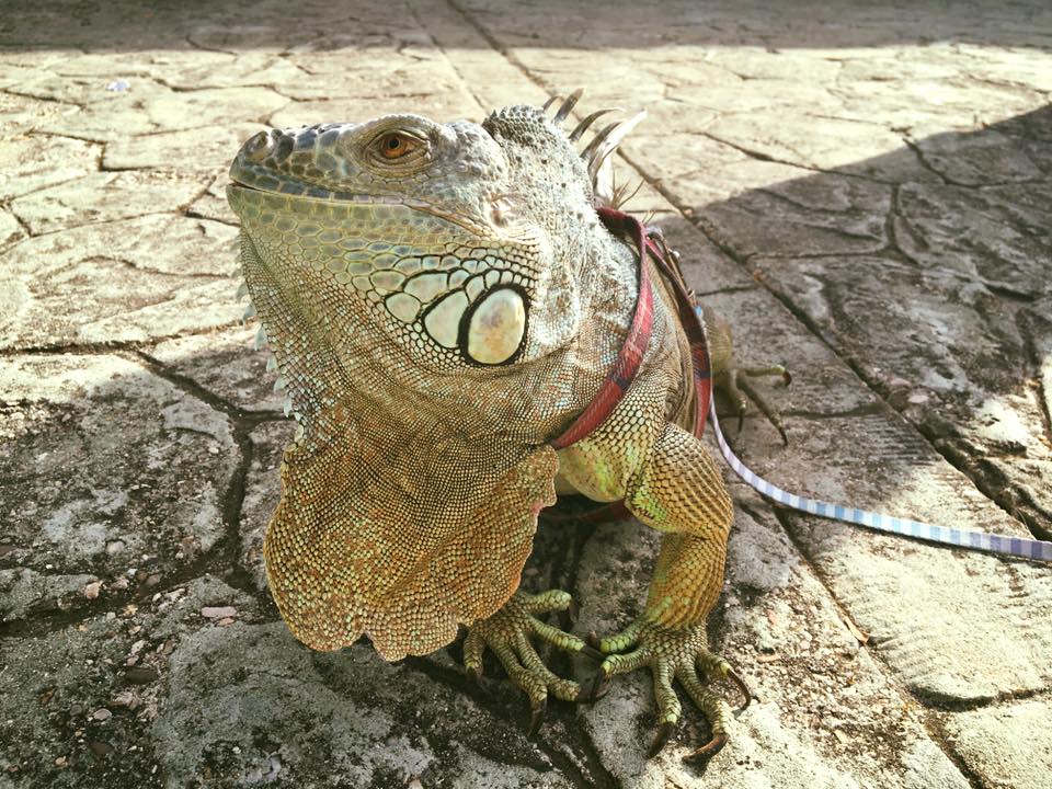 Foto de Hospital Veterinario El Bosque