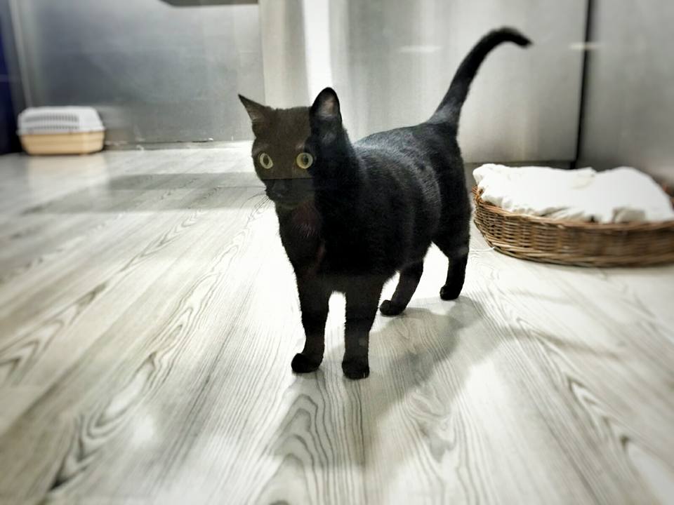 Foto de Hospital Veterinario El Bosque