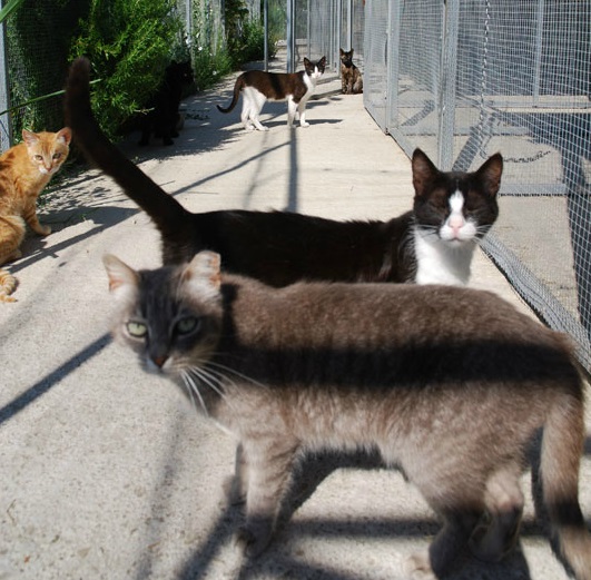 Residencia canina y felina Can Ninos