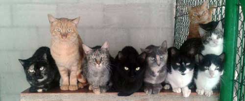 Residencia canina y felina Arenyscan