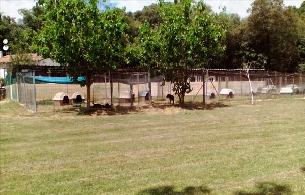 Residencia canina y felina La Pastorel.la