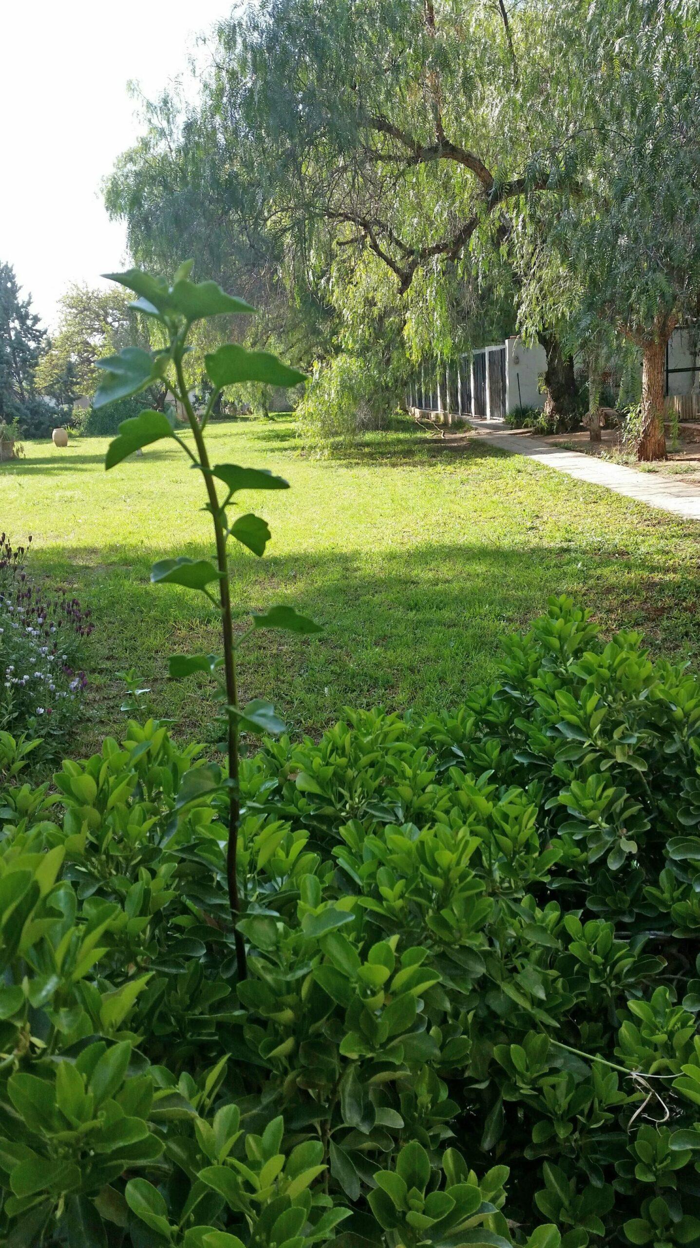 Foto de Camp de turia