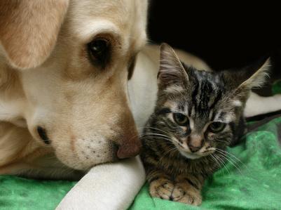 Residencia canina y felina Indiana