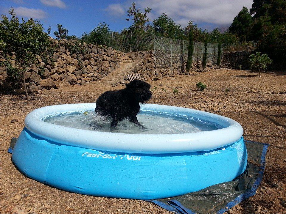 Residencia canina y felina Garras y patas