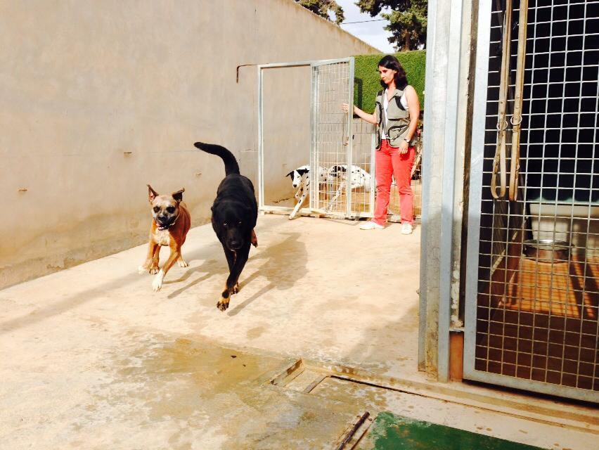 Residencia canina y felina Deanacaona