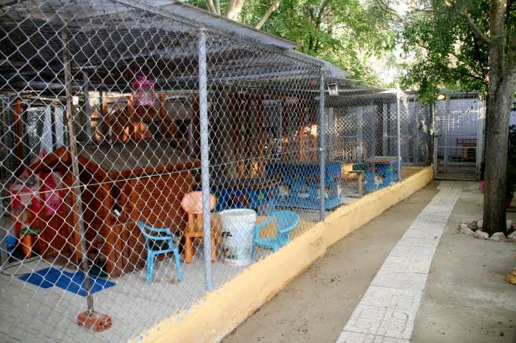 Residencia felina Los Lagos