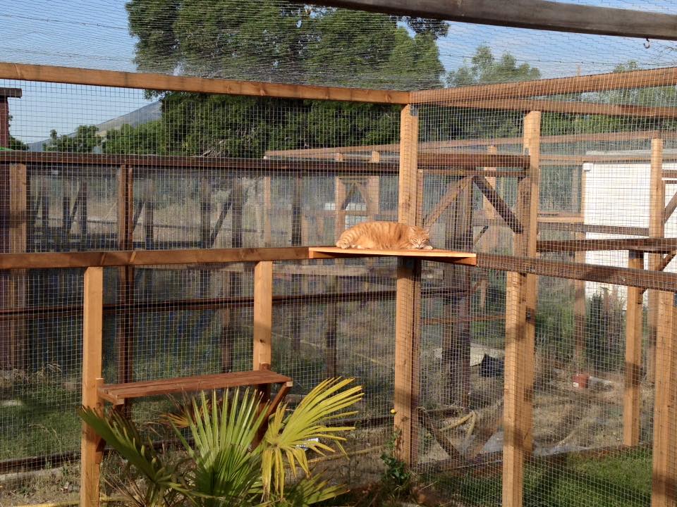 Residencia felina Gattopolis