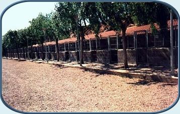 Residencia canina Bages Dog