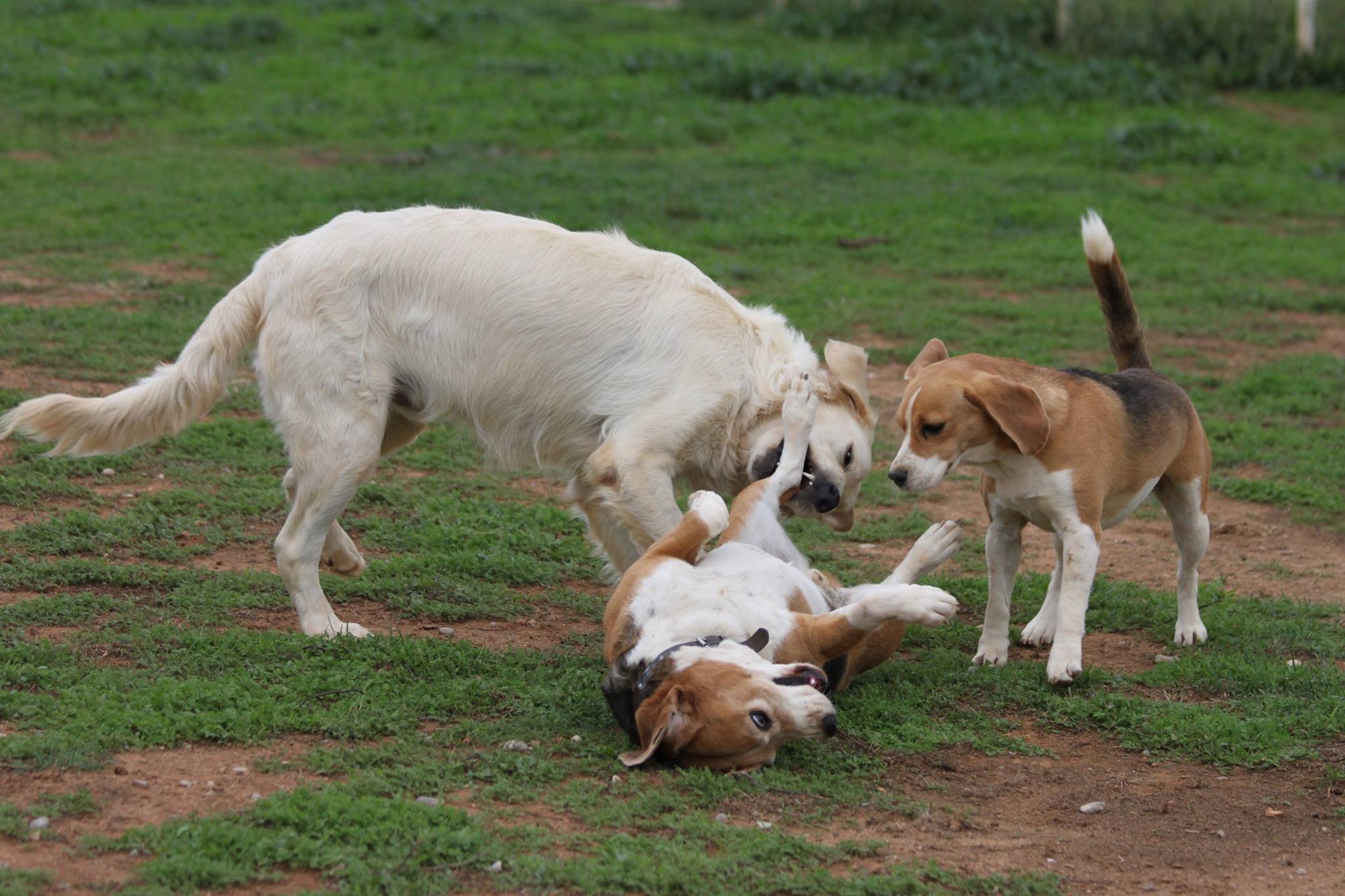 Residencia canina Guarderia Canina Elena
