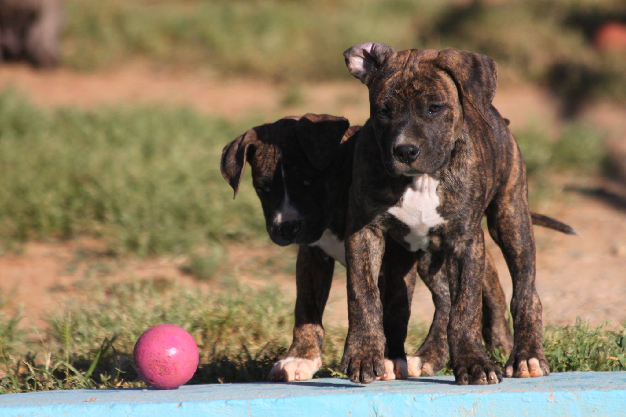 Foto de Guarderia Canina Elena