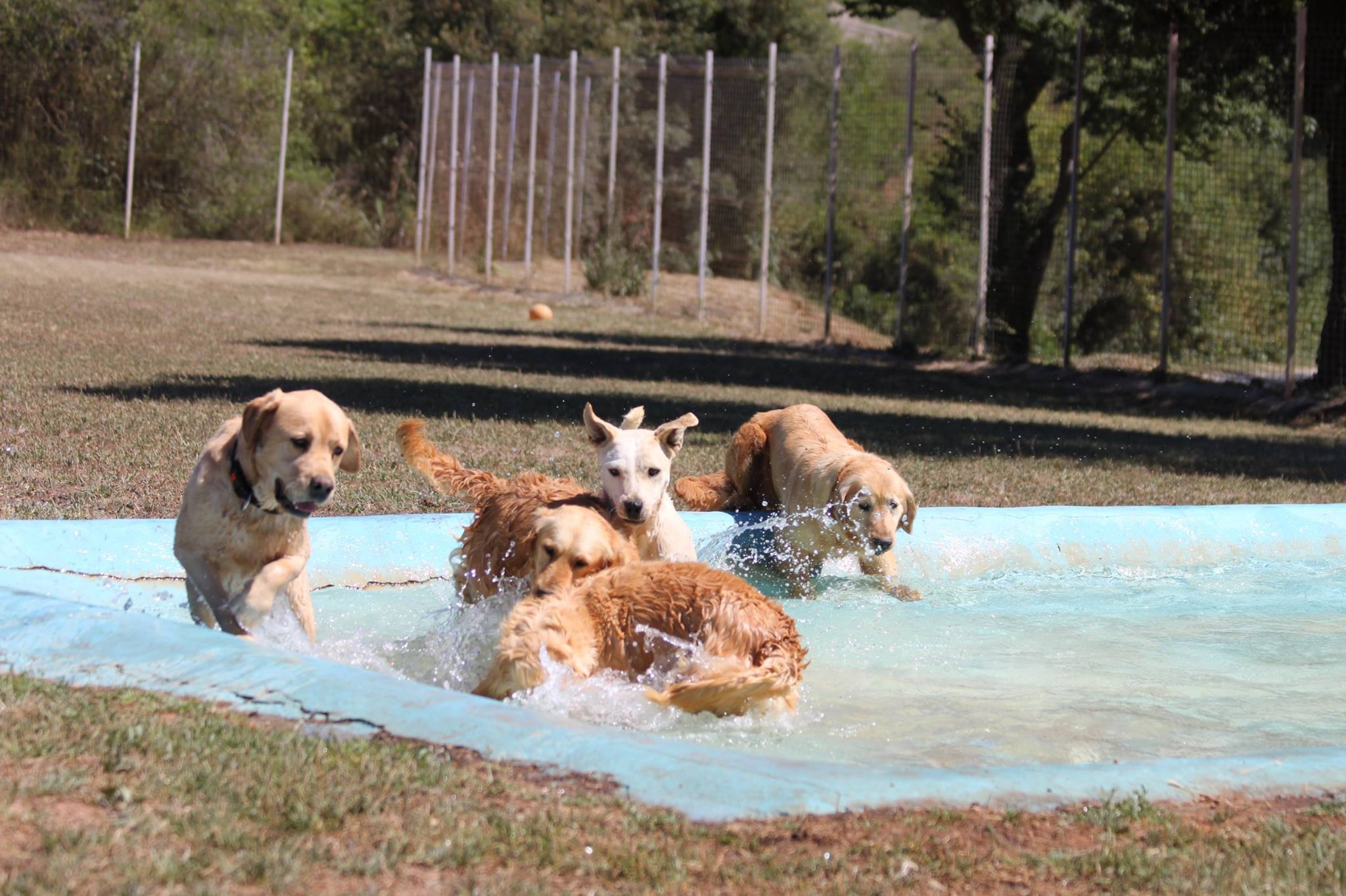 Foto de Guarderia Canina Elena