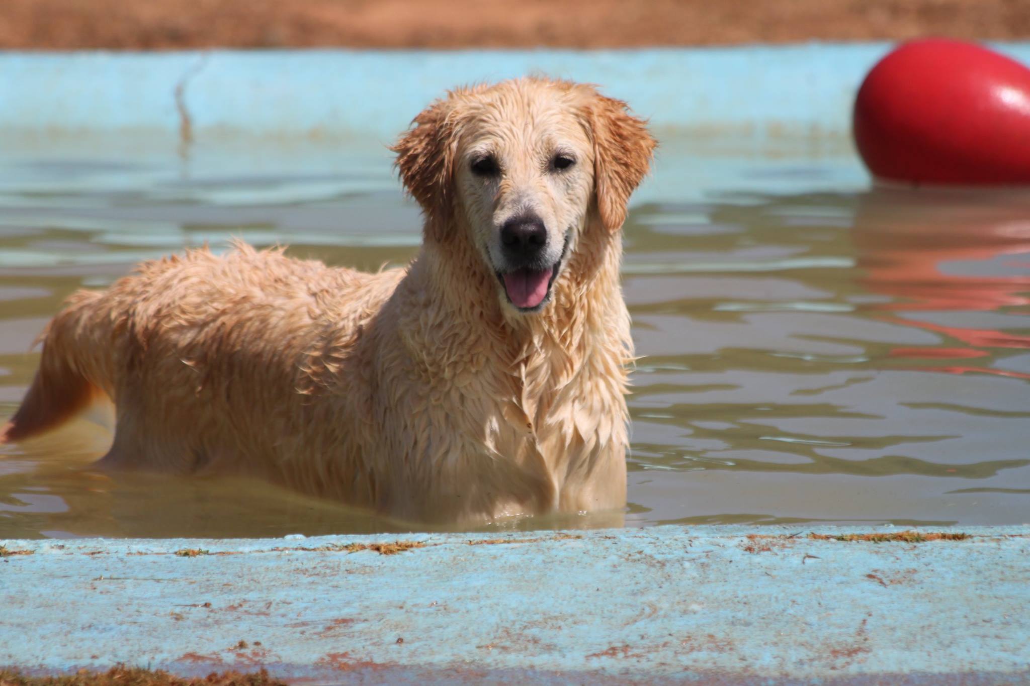 Foto de Guarderia Canina Elena
