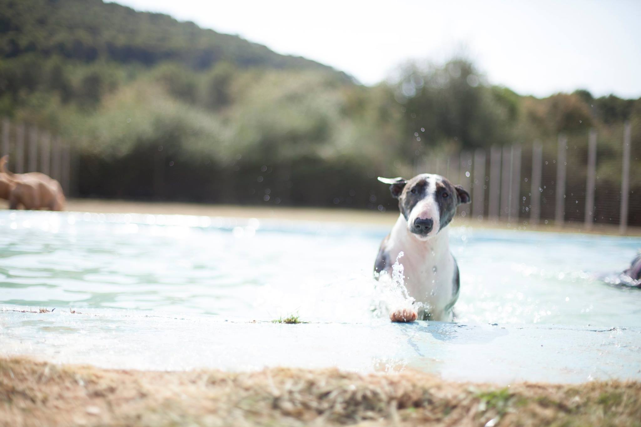 Foto de Guarderia Canina Elena