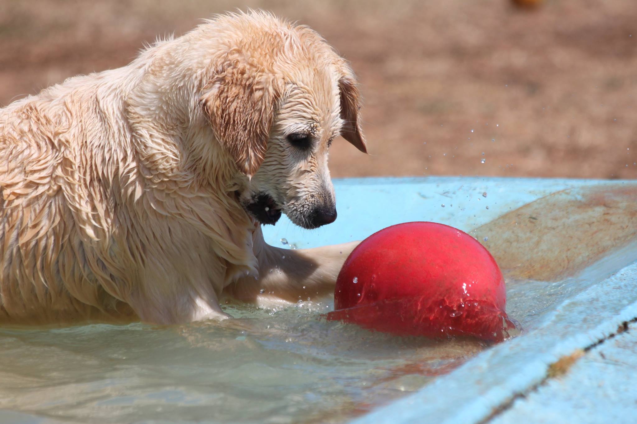 Foto de Guarderia Canina Elena