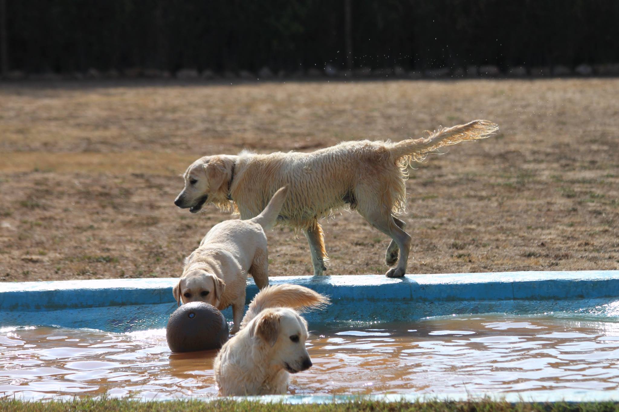 Foto de Guarderia Canina Elena