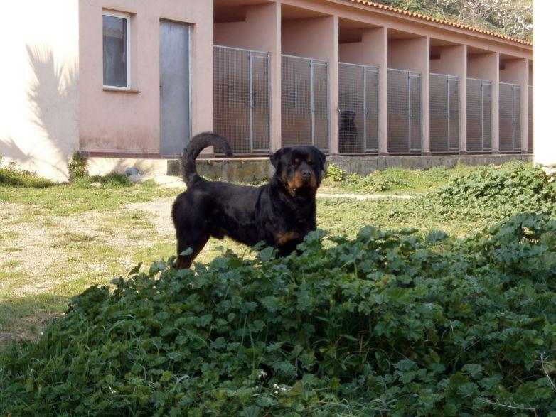 Residencia canina El bolet