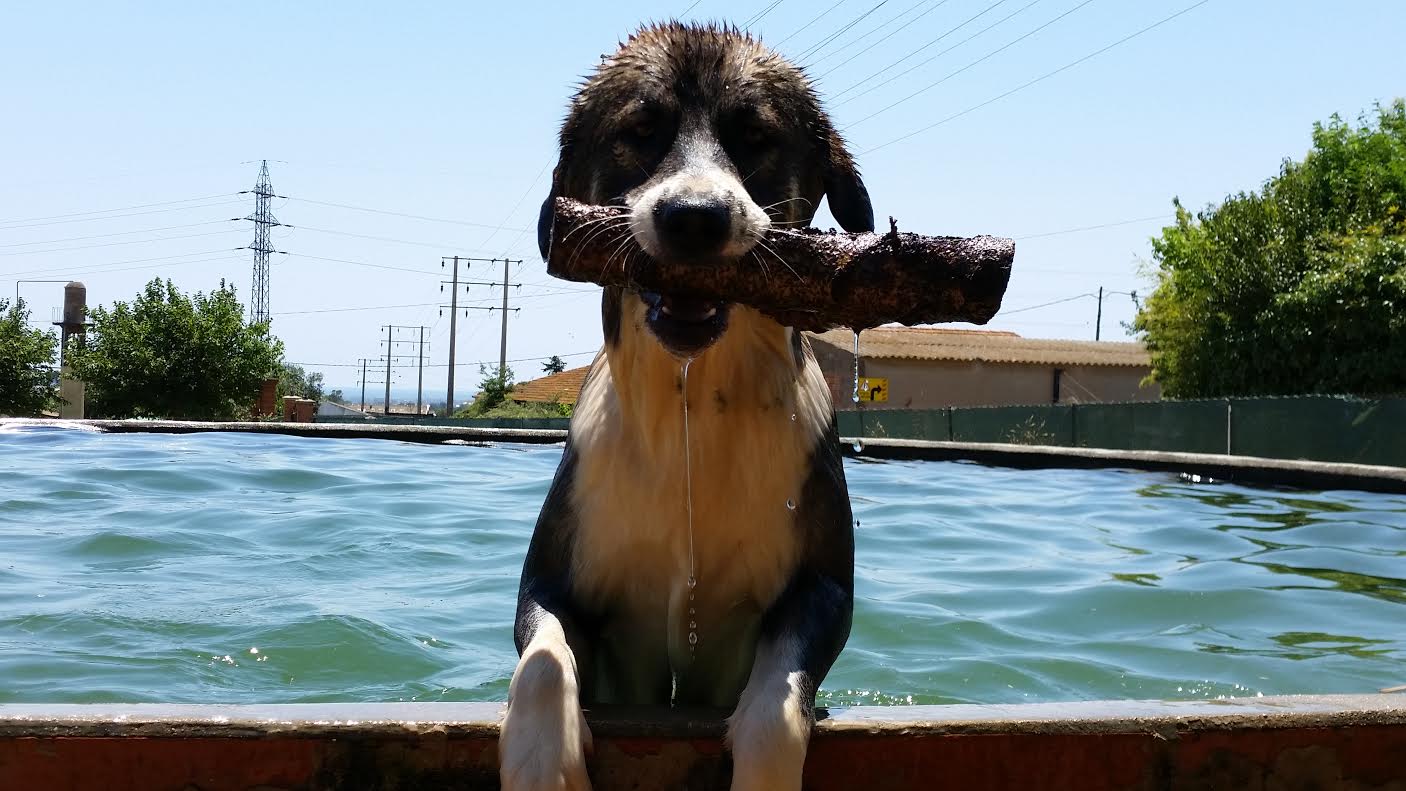 Residencia canina El Mas