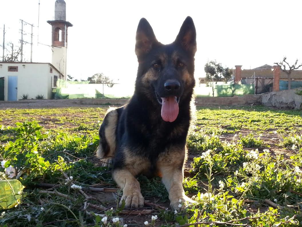 Foto de El Mas