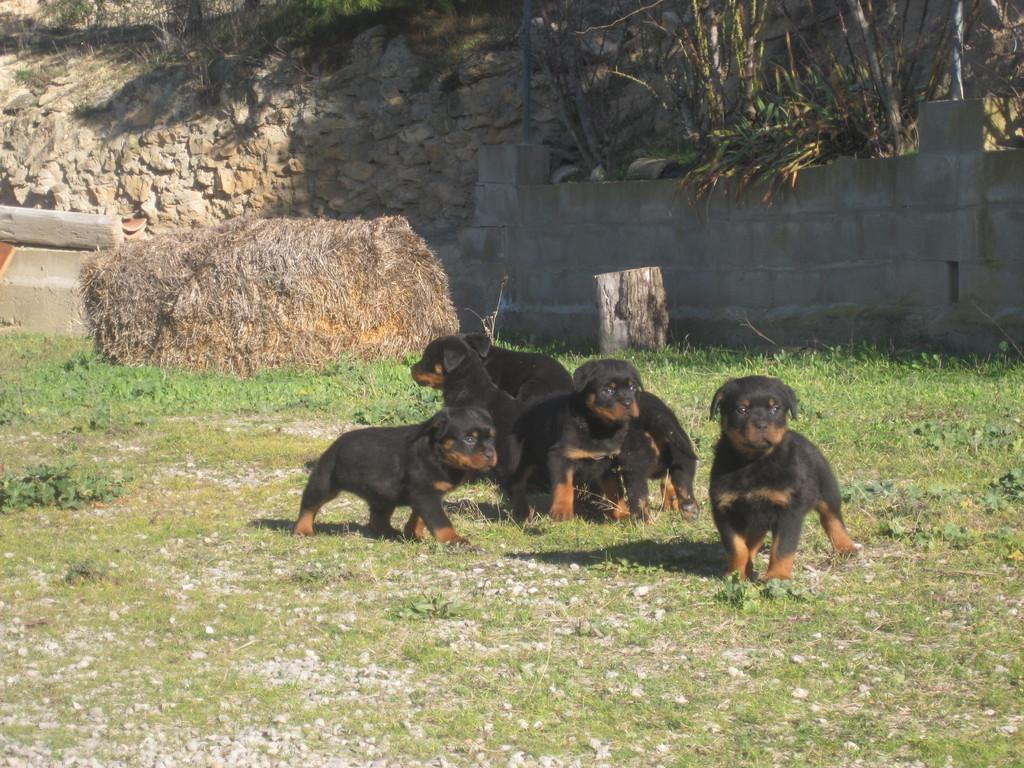 Residencia canina Daviscan