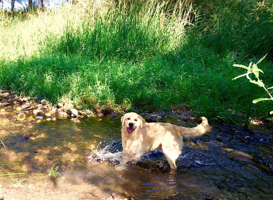 Residencia canina Cambalache y Villantara