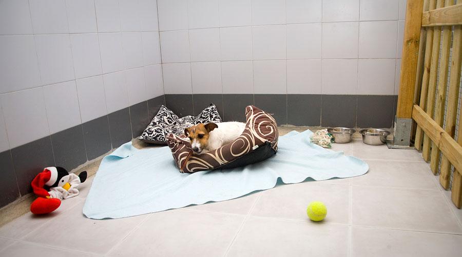 Foto de Centro Canino Brunete
