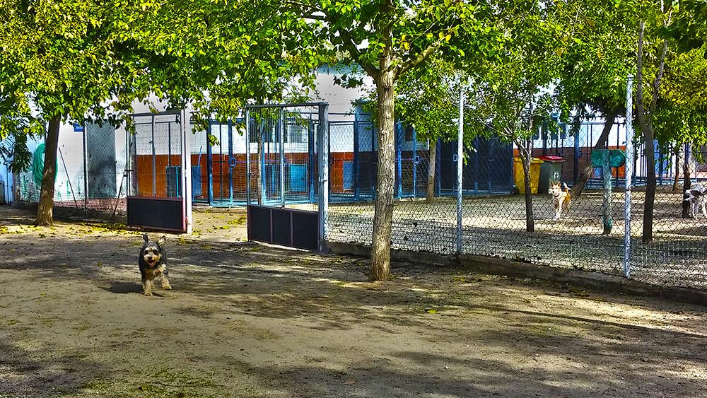 Residencia canina Más que Guau