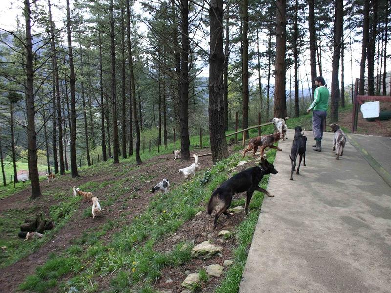 Residencia canina EuskalMushing