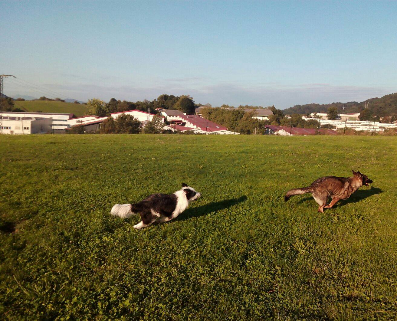 Residencia canina Kireba