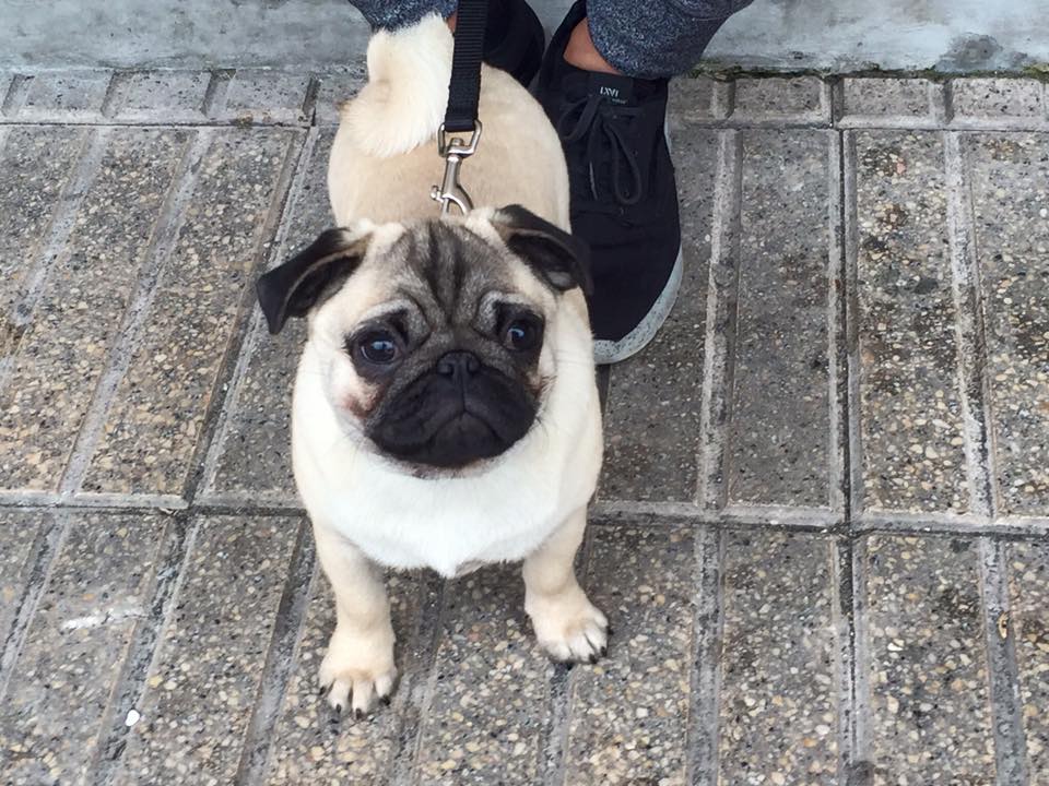 Foto de Txarrua