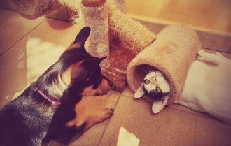 Residencia canina Educanes