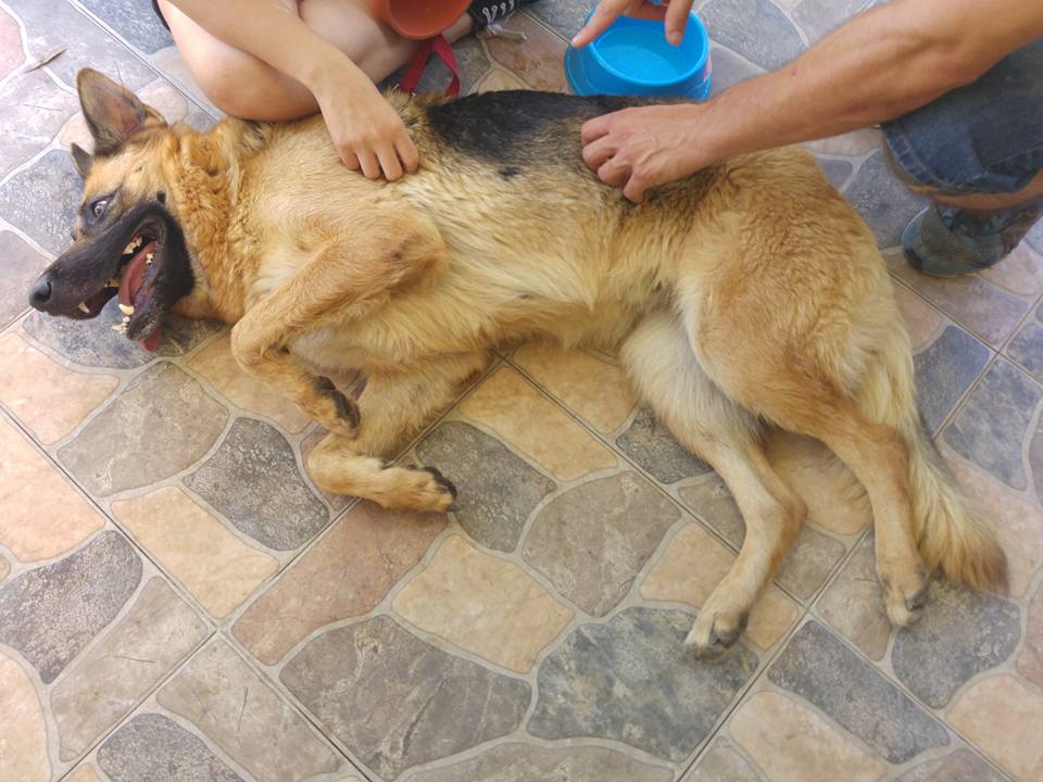 Foto de Gossos d'alpe